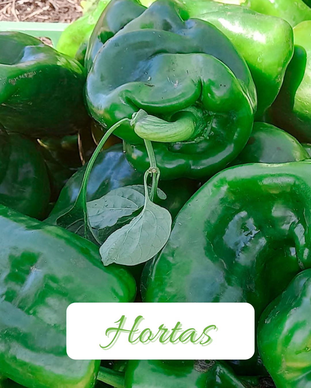 RD Garden - Manutenção de Jardins e Piscinas